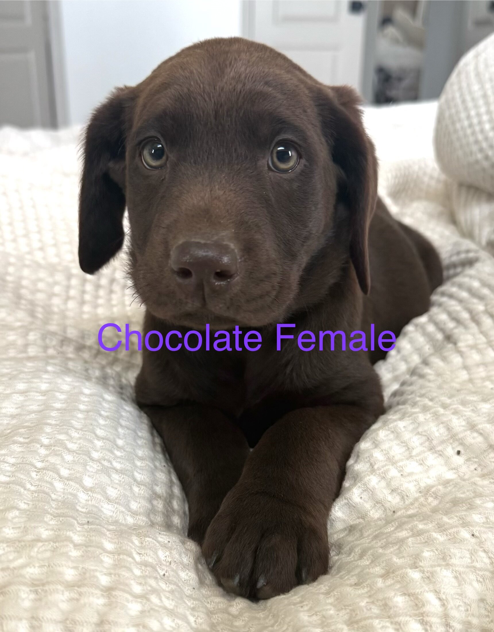 Akc Labrador puppies image 9