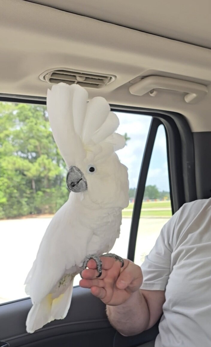 Umbrella Cockatoo image 1