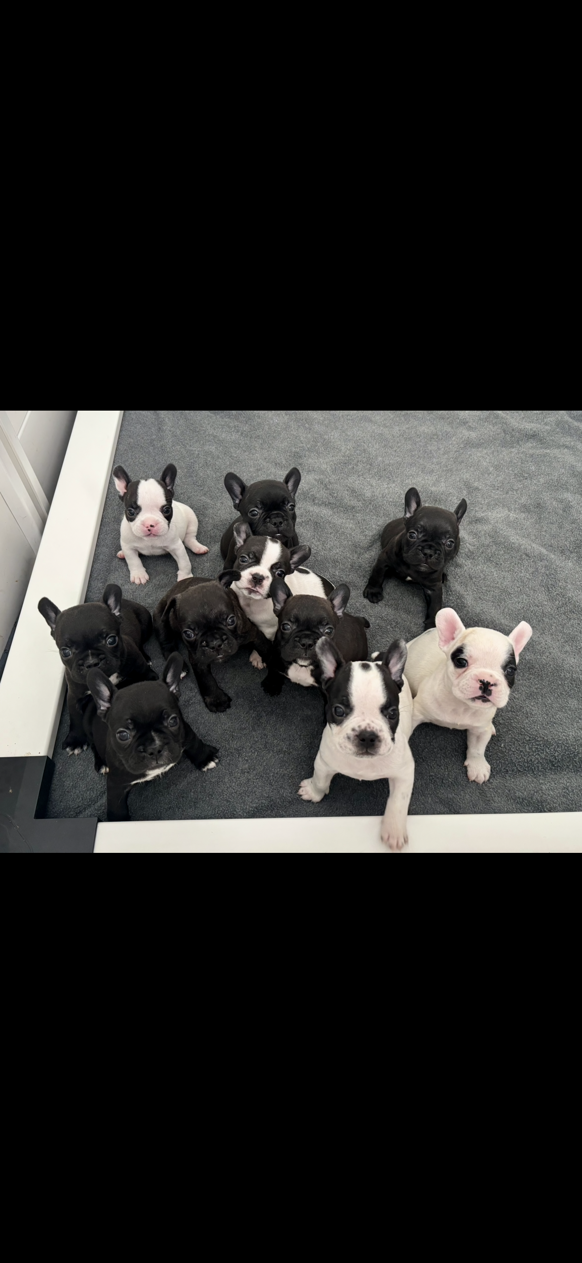 French Bulldogs image 1