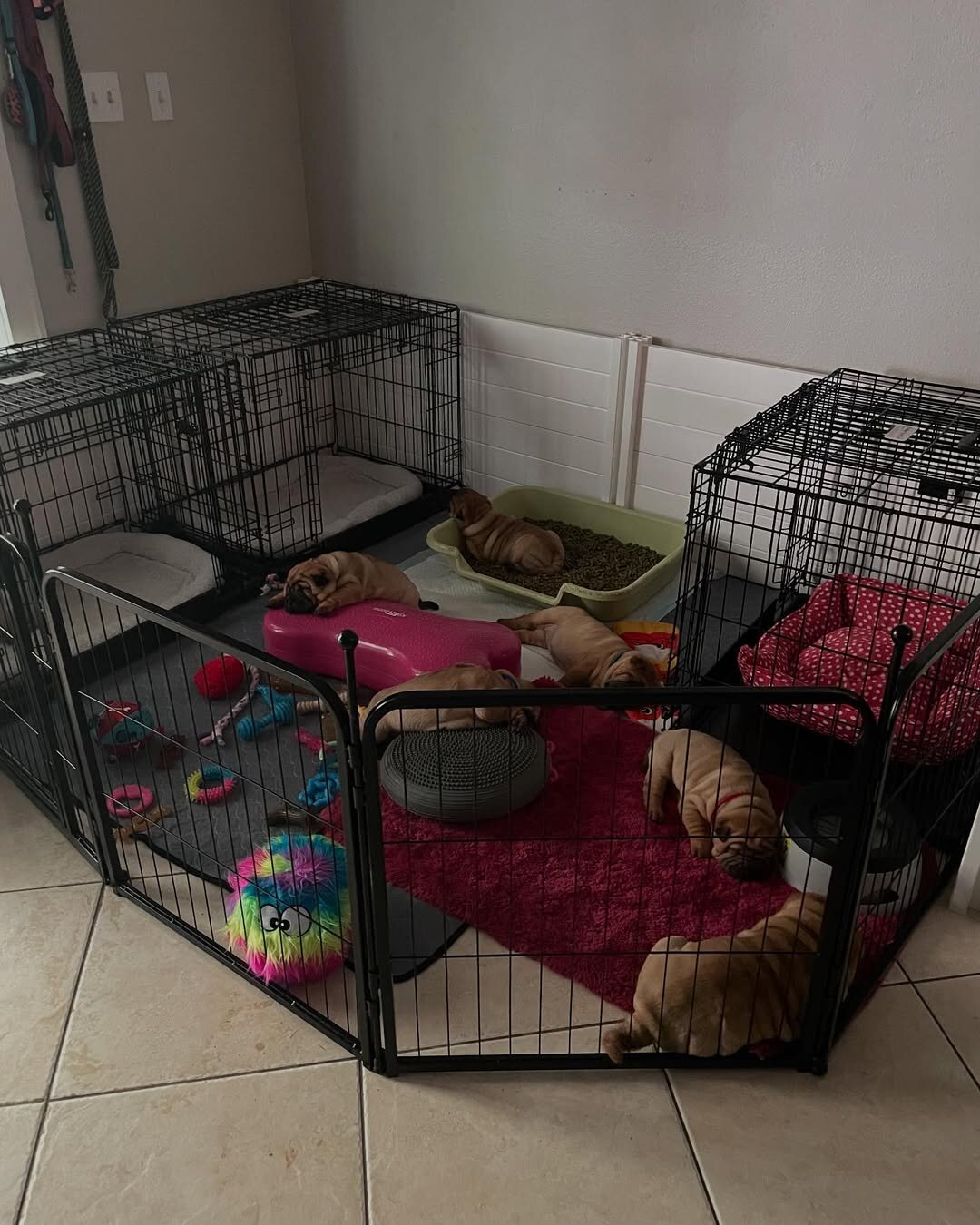 Shar-Pei image 1