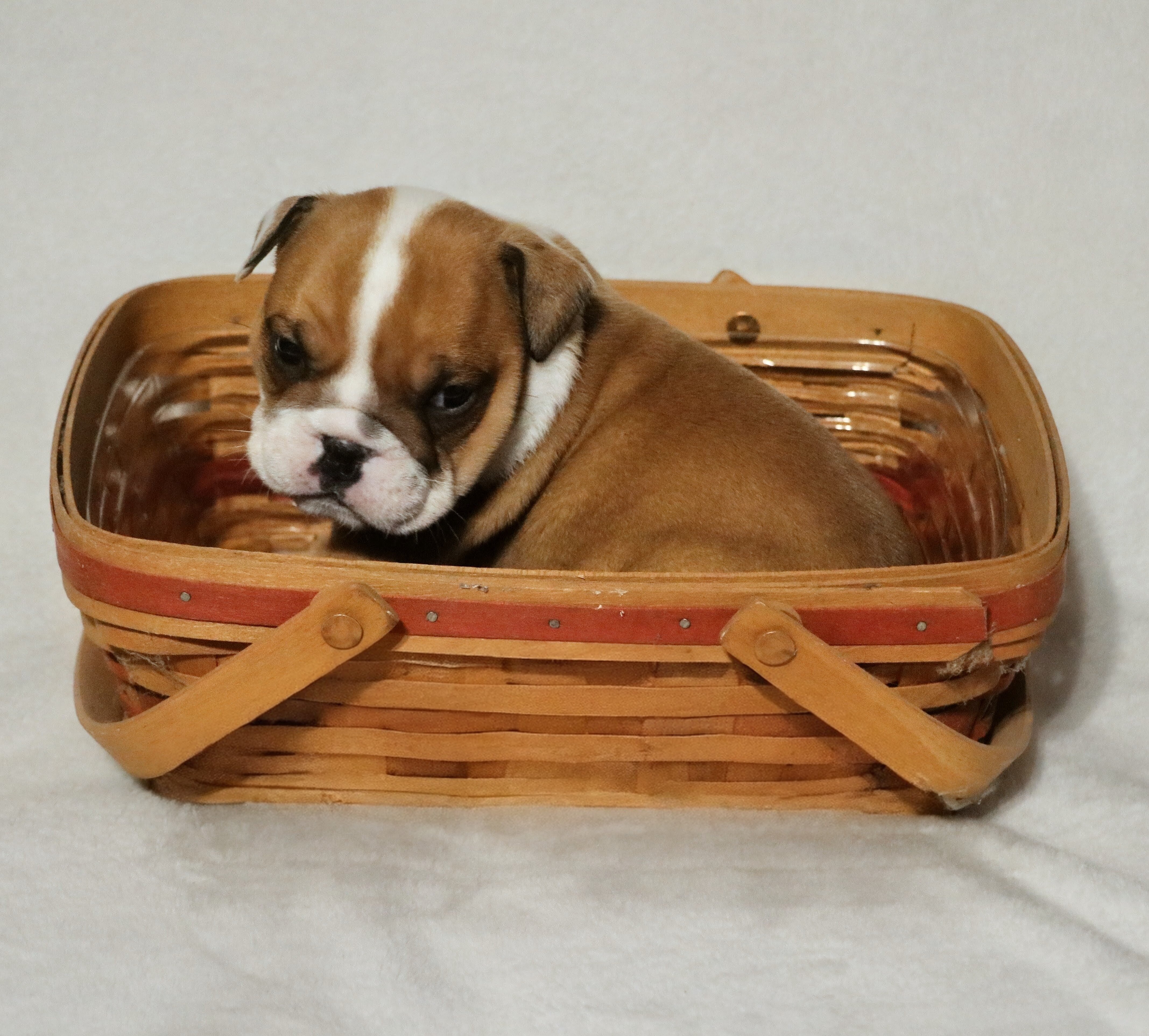English bulldog image 1