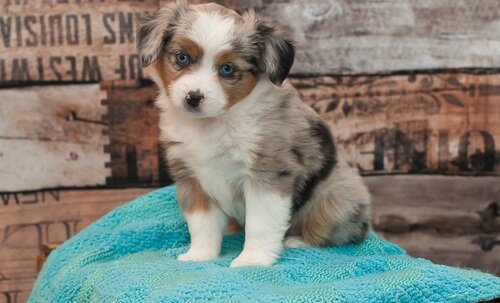 Most Lovely Australian Shepherd puppies image 1