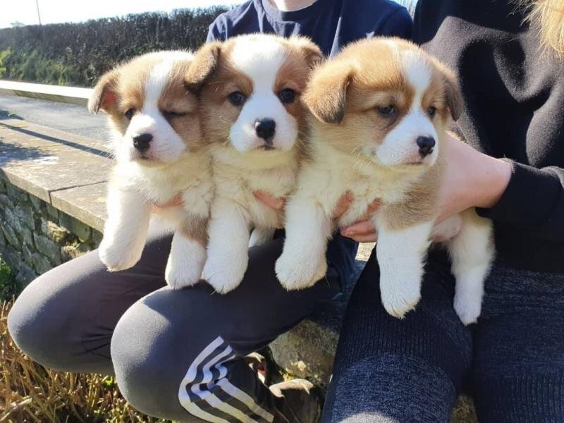 Pembroke Welsh Corgi Puppies Available image 1