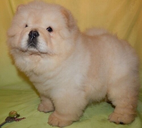 Potty Trained Chow Chow puppies available image 1