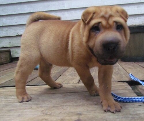 beautiful registered male and female Shar pei pupp image 1