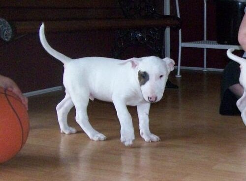 Really cute Bull Terrier male and female puppies image 1