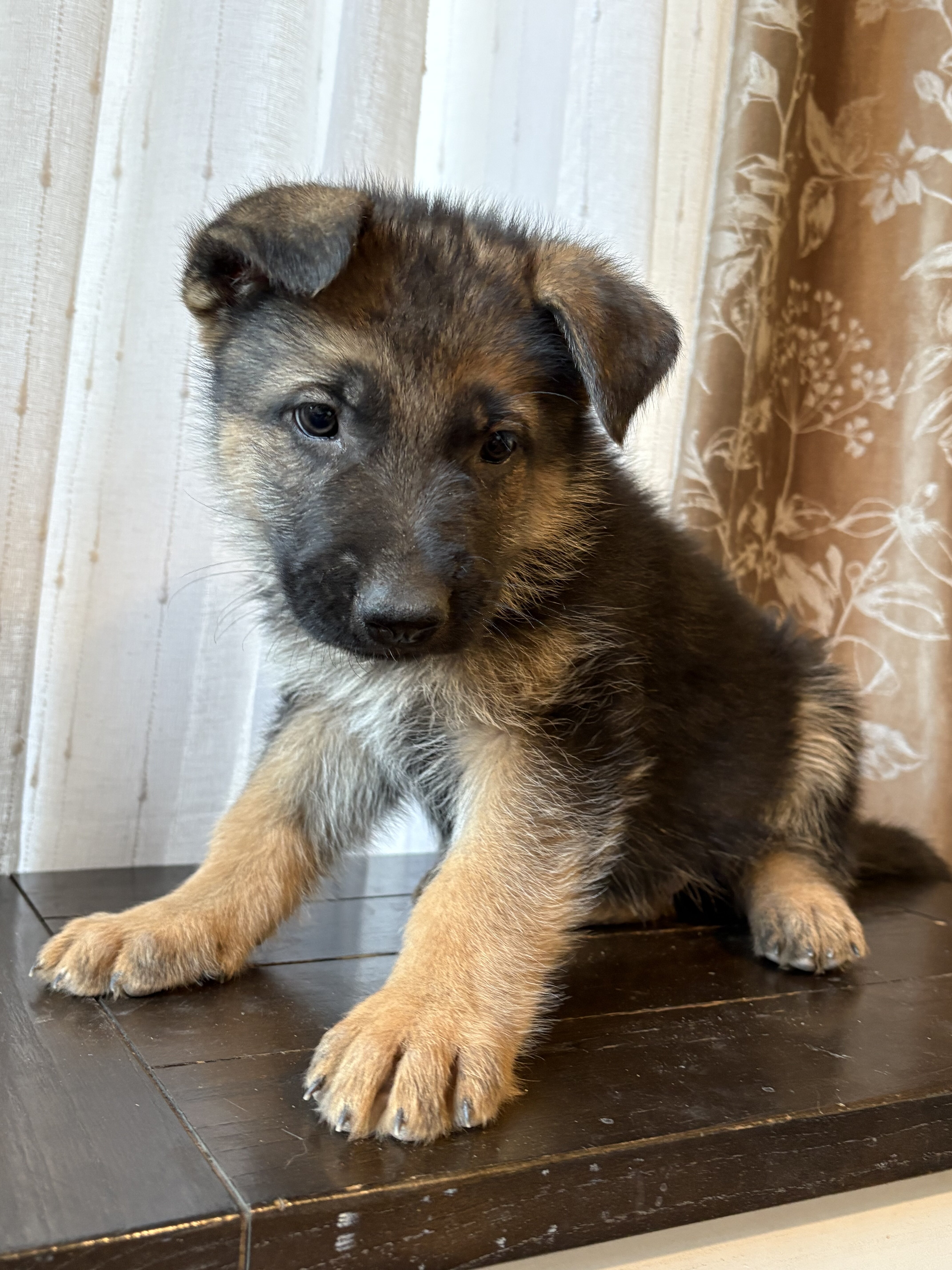 German Shepard puppies image 3
