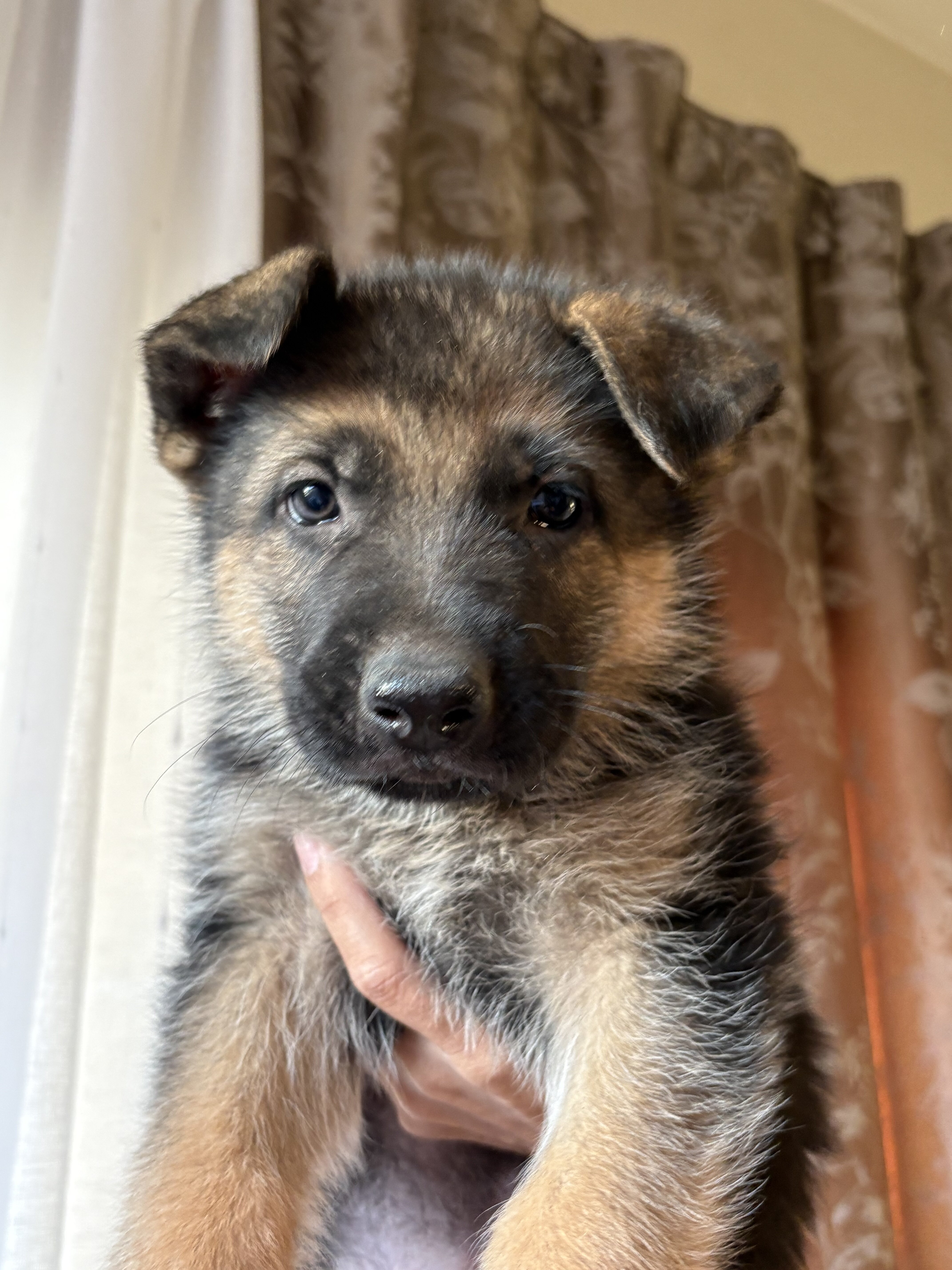 German Shepard puppies image 2