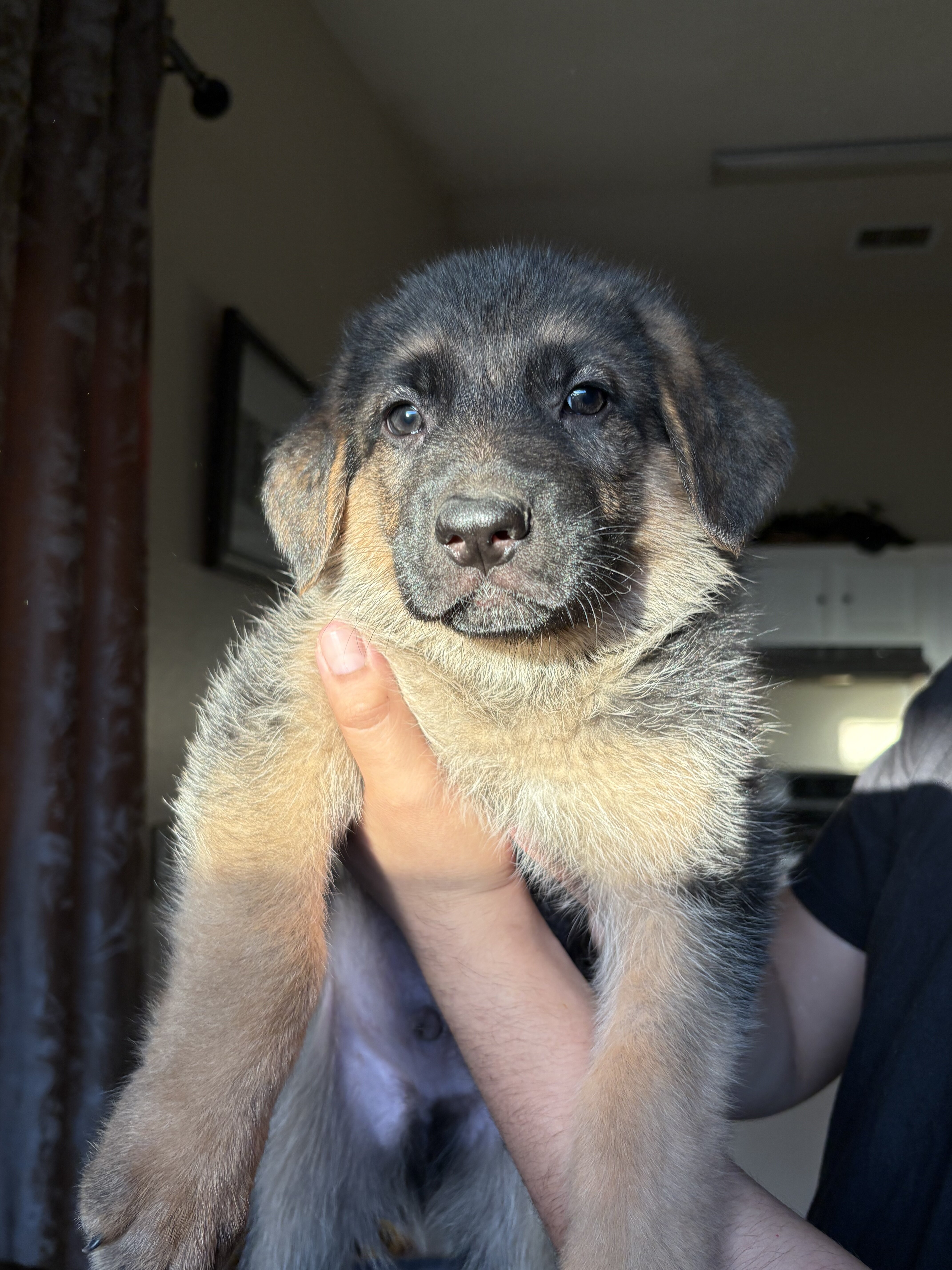 German Shepard puppies image 1