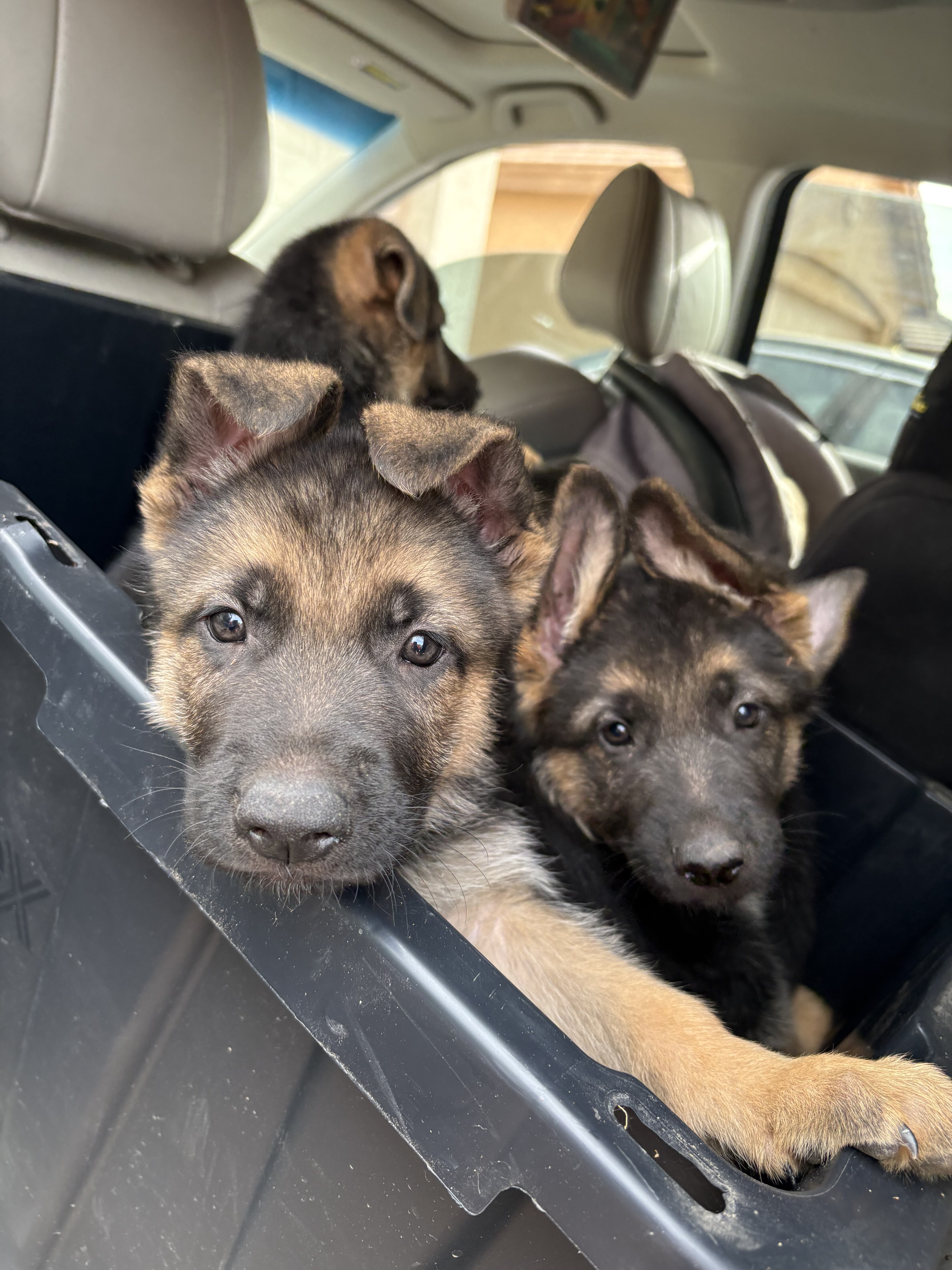 German Shepard puppies image 4
