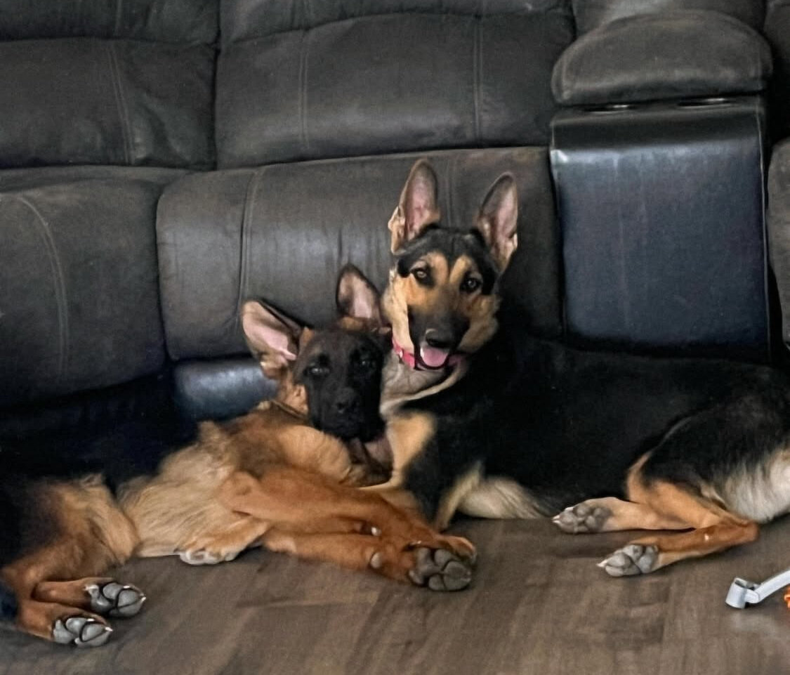German Shepard puppies image 5