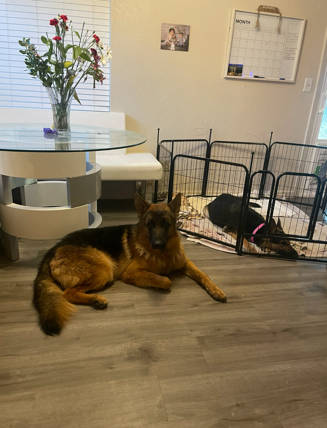 German Shepard puppies image 6