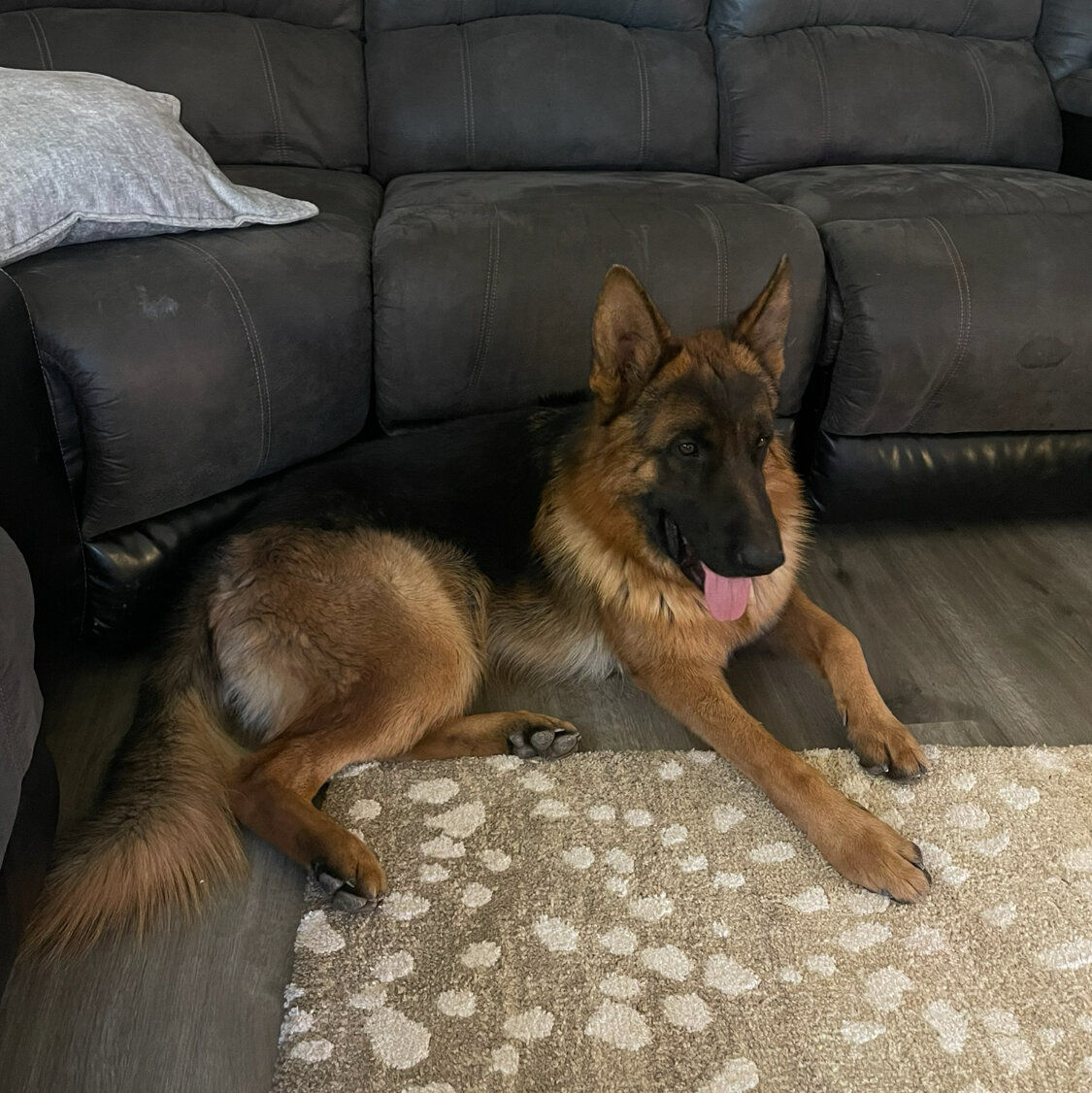 German Shepard puppies image 7