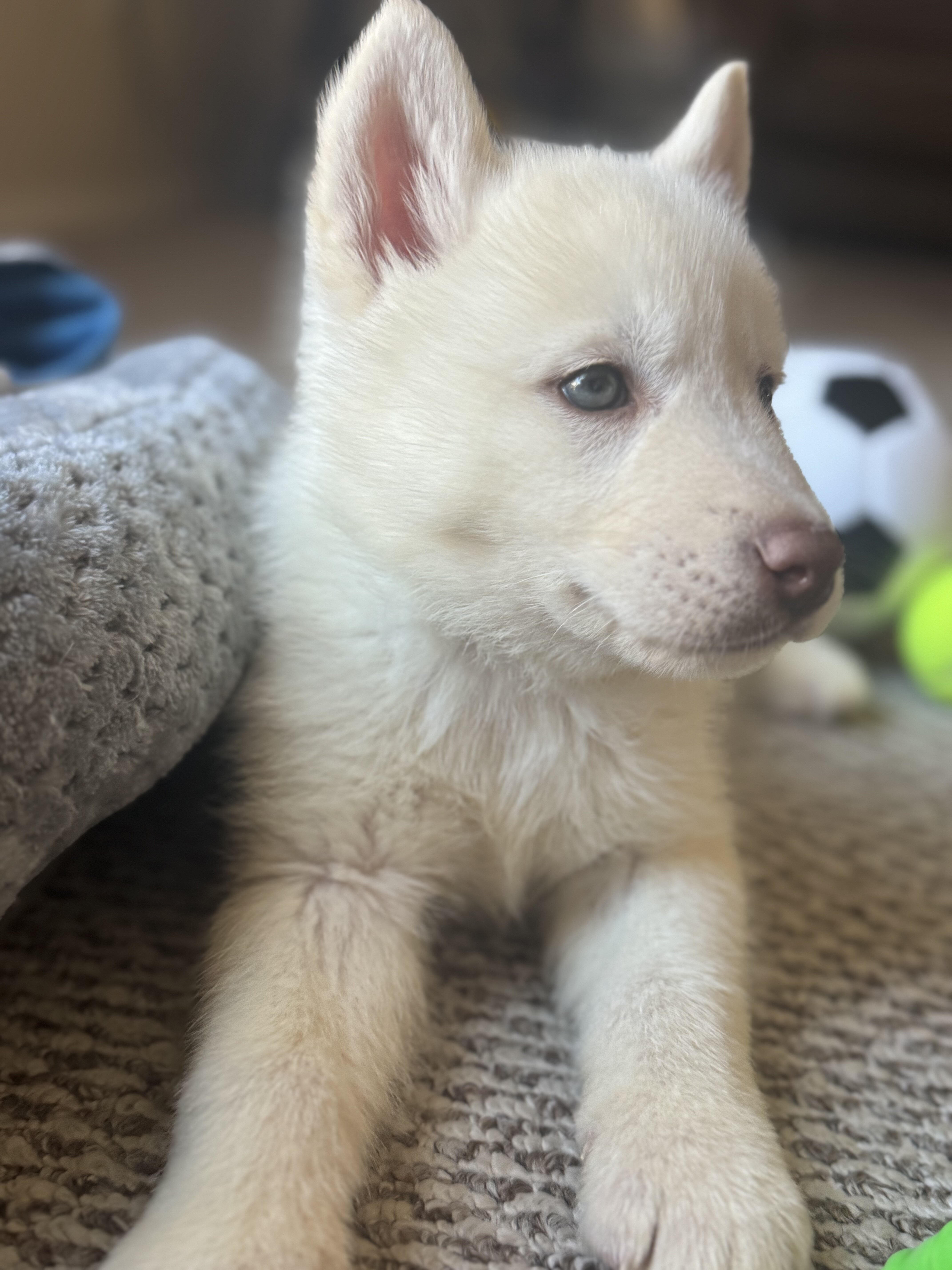 Siberian Husky image 2