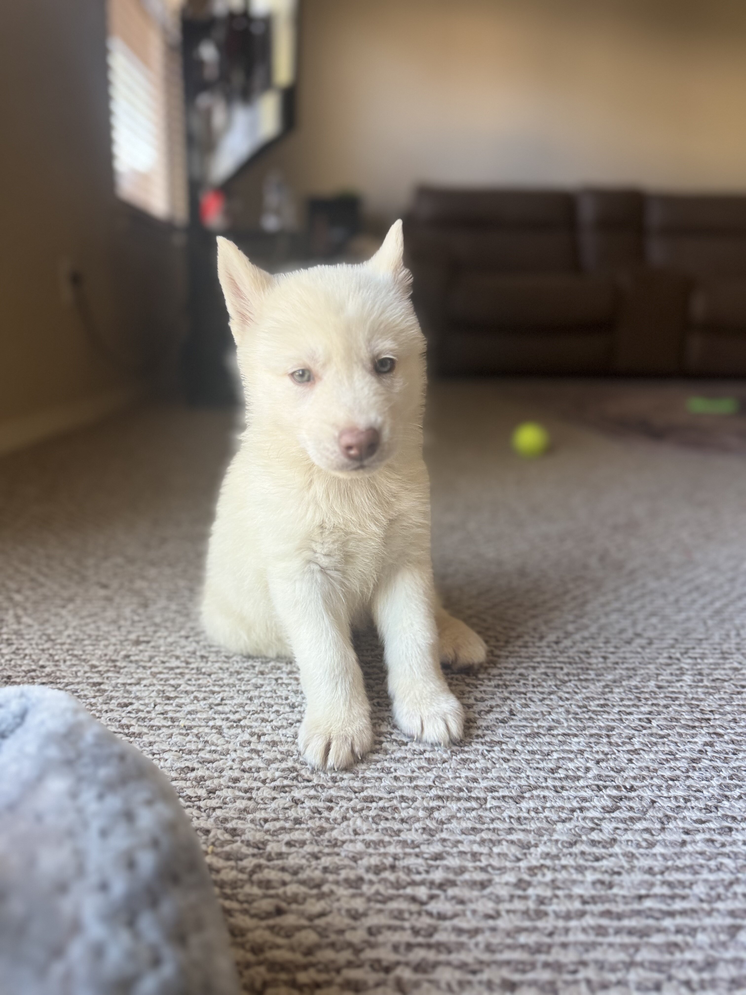 Siberian Husky image 1