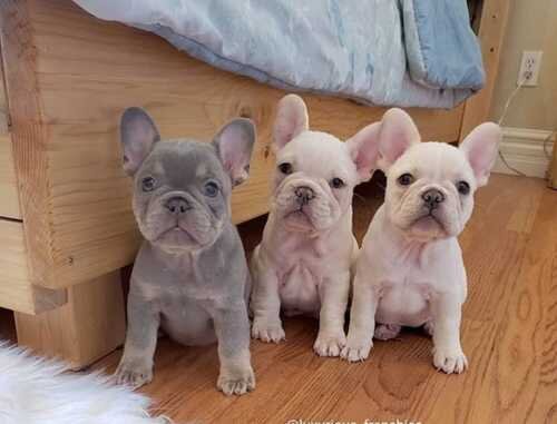 French Bulldog puppies available for rehoming image 1