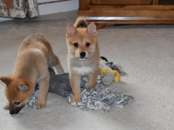 Healthy Pomsky puppies image 1