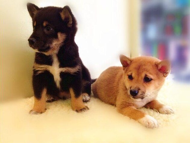Cute Shiba Inu puppies image 1