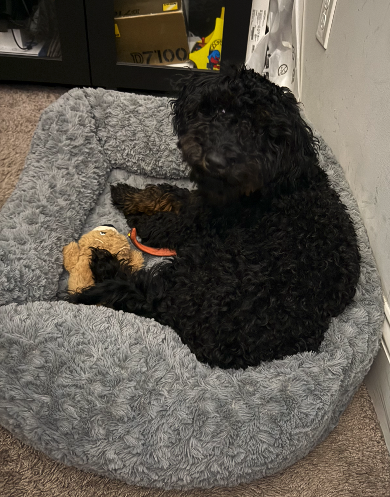 Phantom Mini Poodle image 2