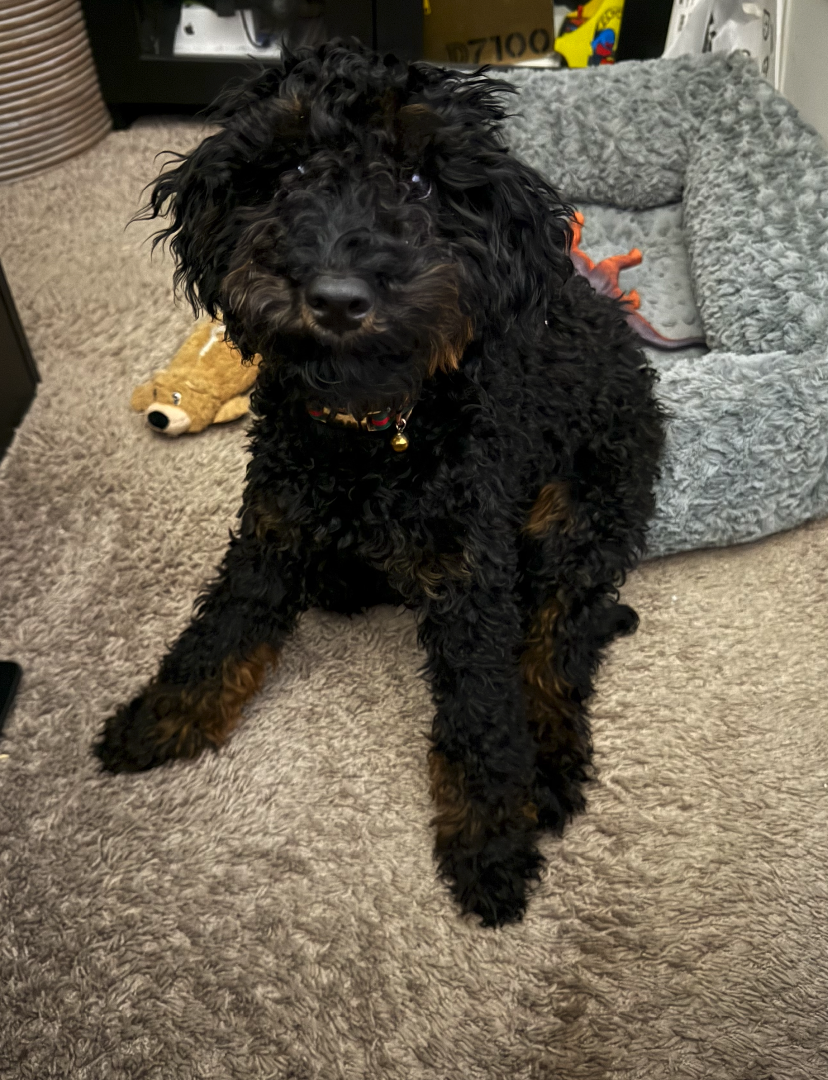 Phantom Mini Poodle image 1
