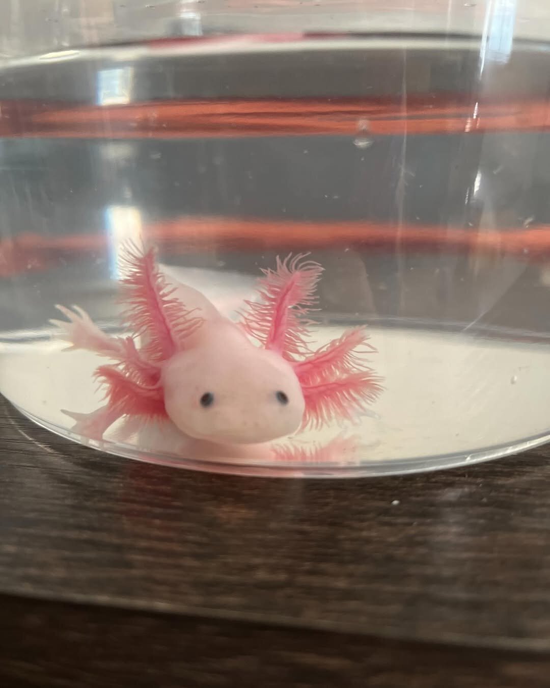 Axolotls image 7