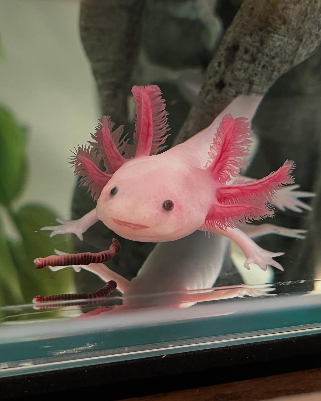 Axolotls image 4