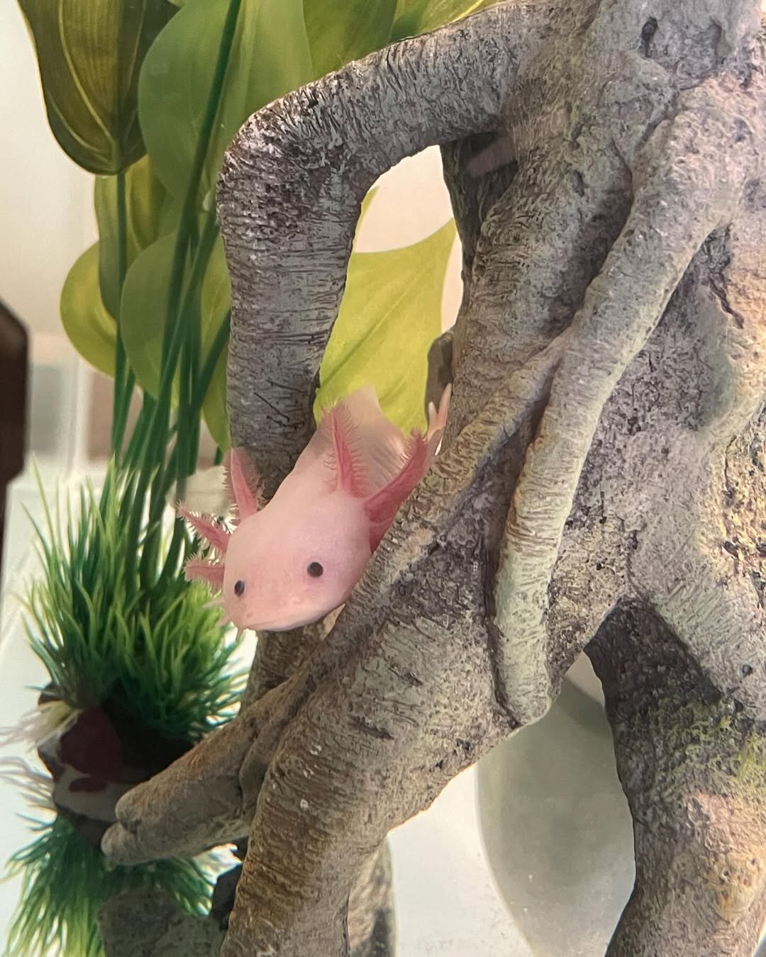 Axolotls image 6