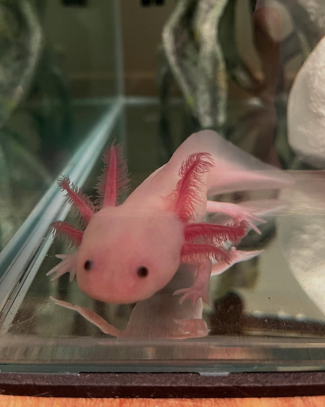 Axolotls image 3