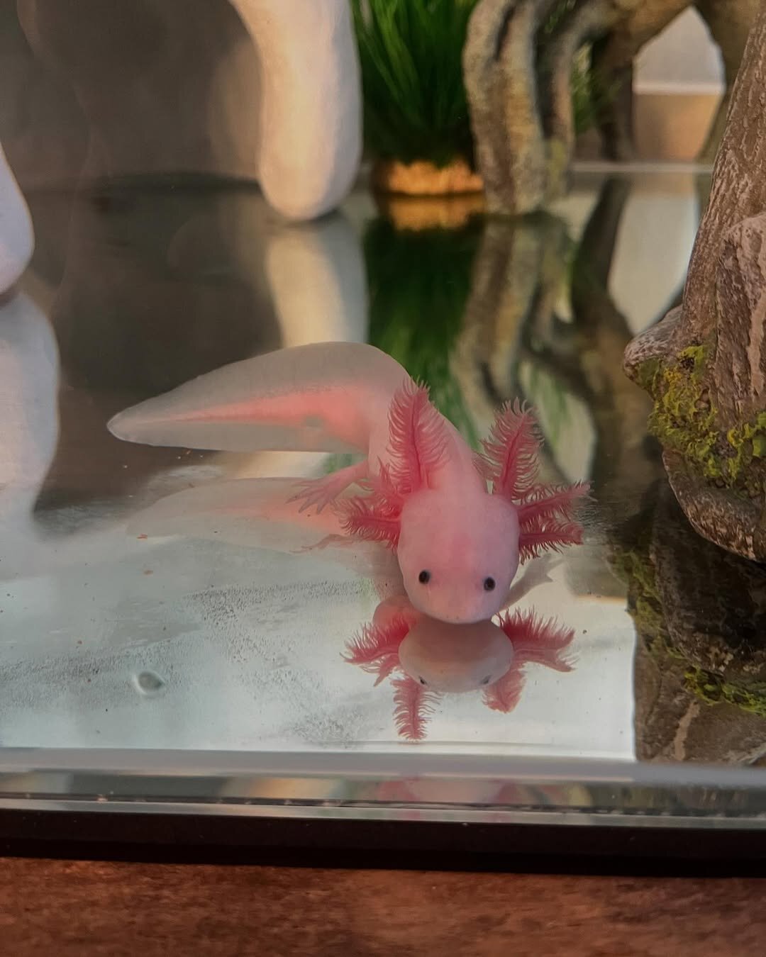 Axolotls image 1