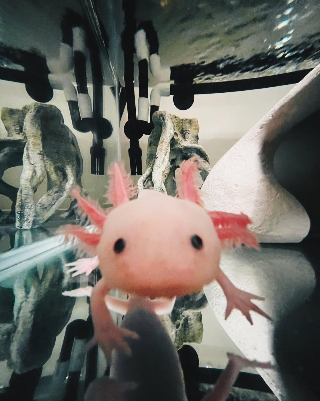 Axolotls image 2