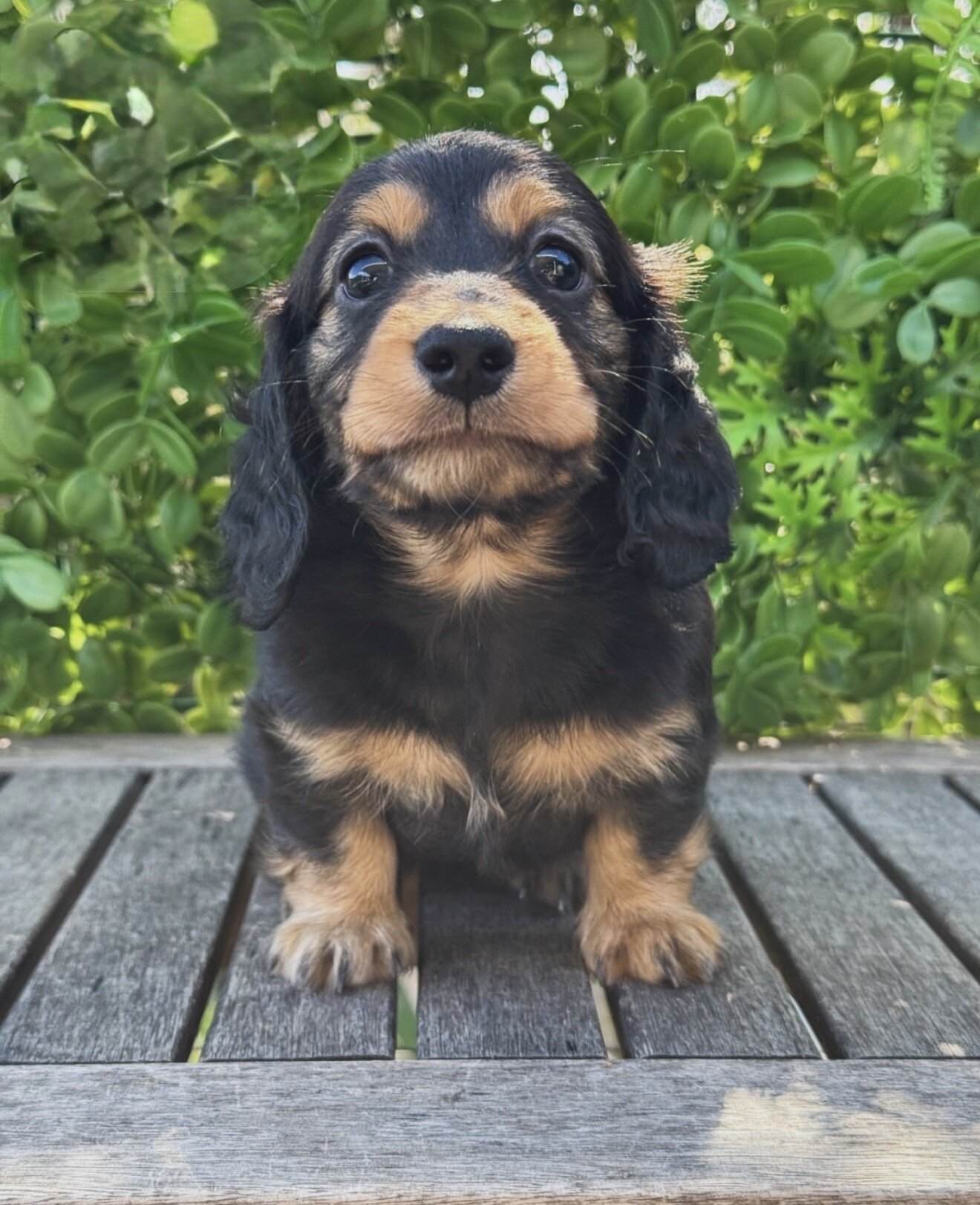 Dachshund Puppies For Sale image 3
