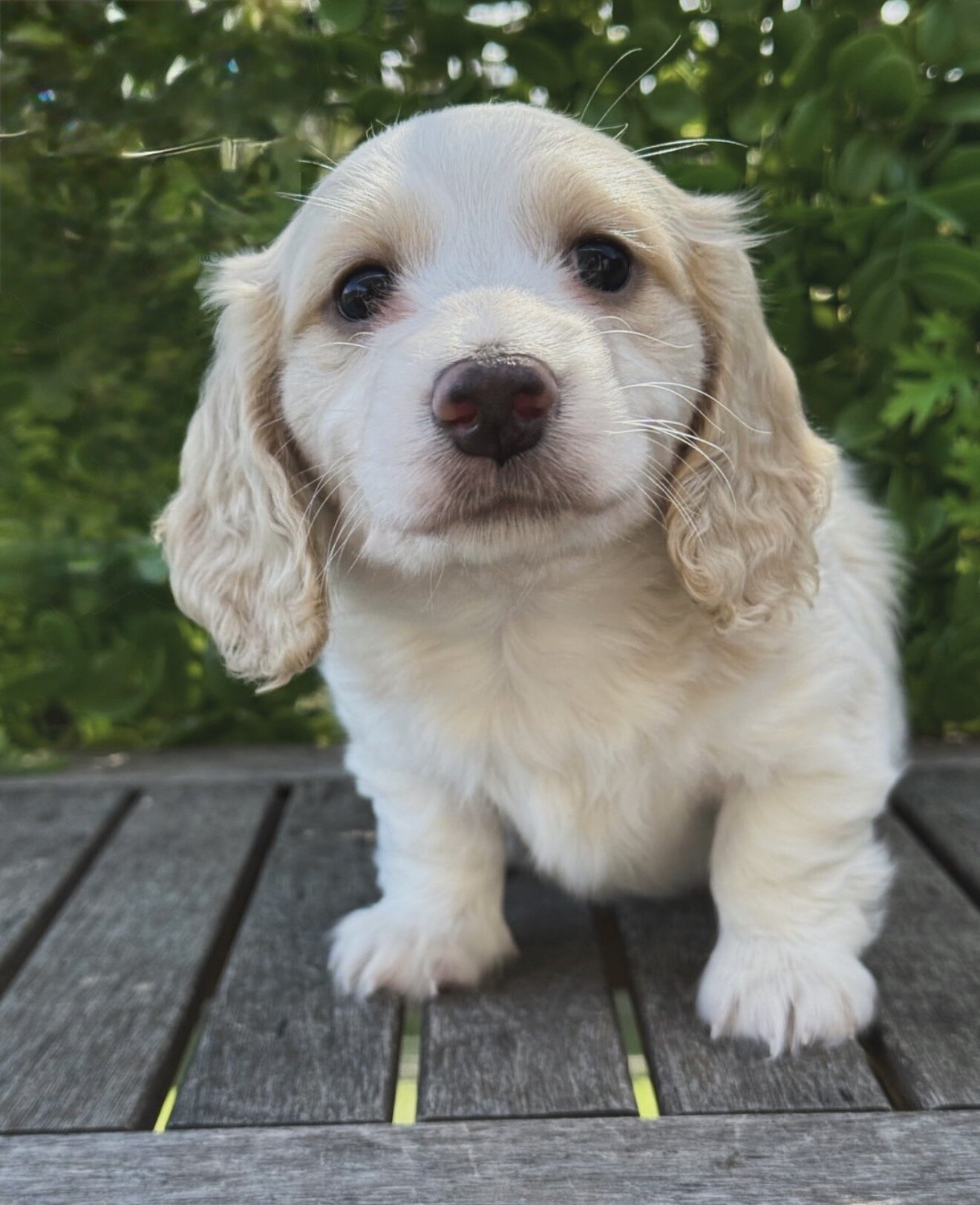 Dachshund Puppies For Sale image 1