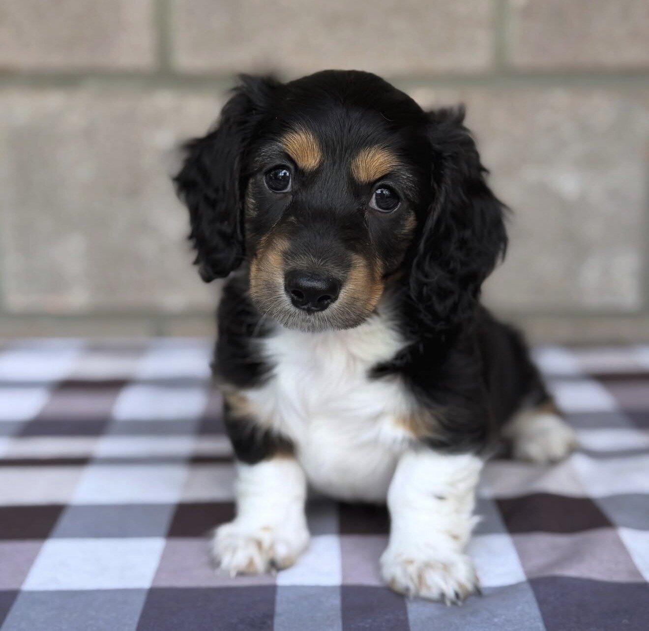 Dachshund Puppies For Sale image 9