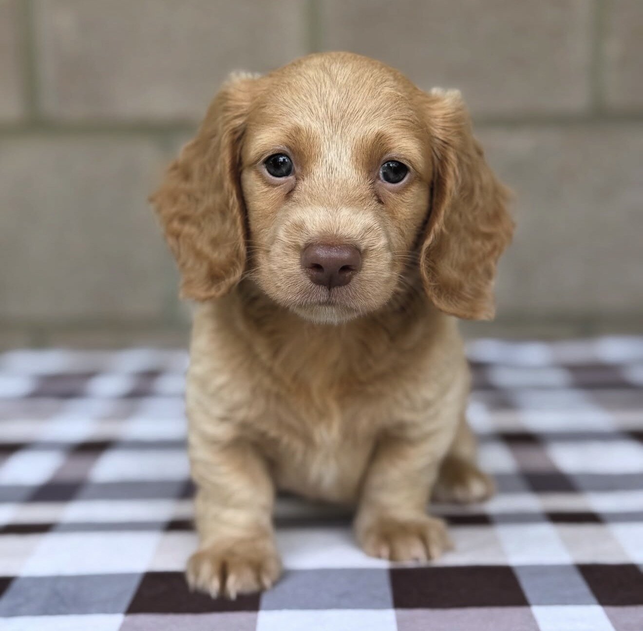 Dachshund Puppies For Sale image 10