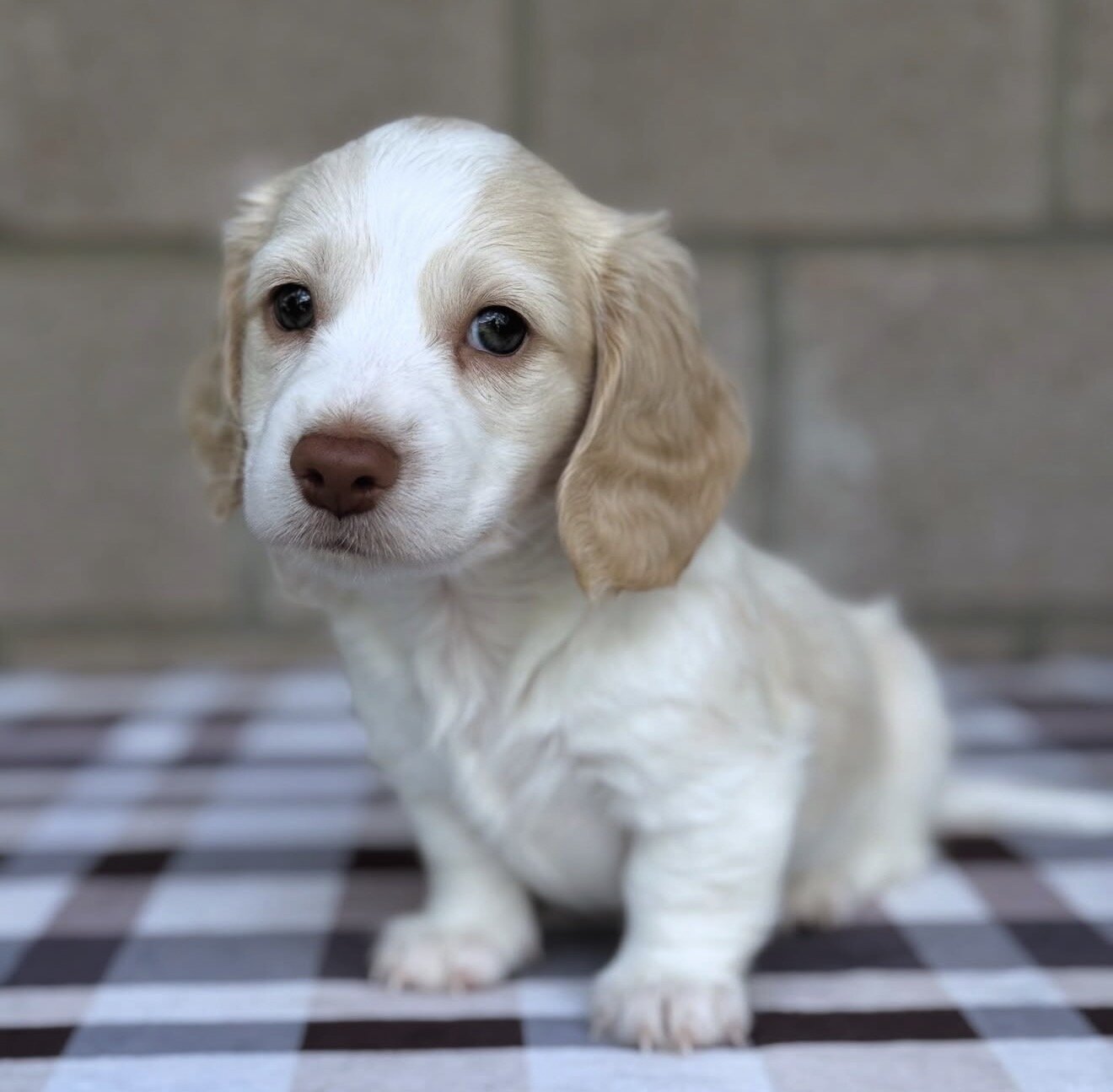 Dachshund Puppies For Sale image 8