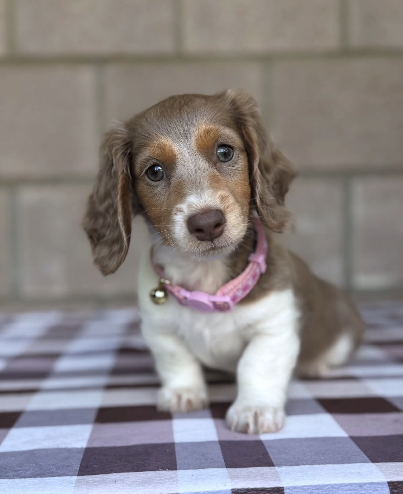 Dachshund Puppies For Sale image 5