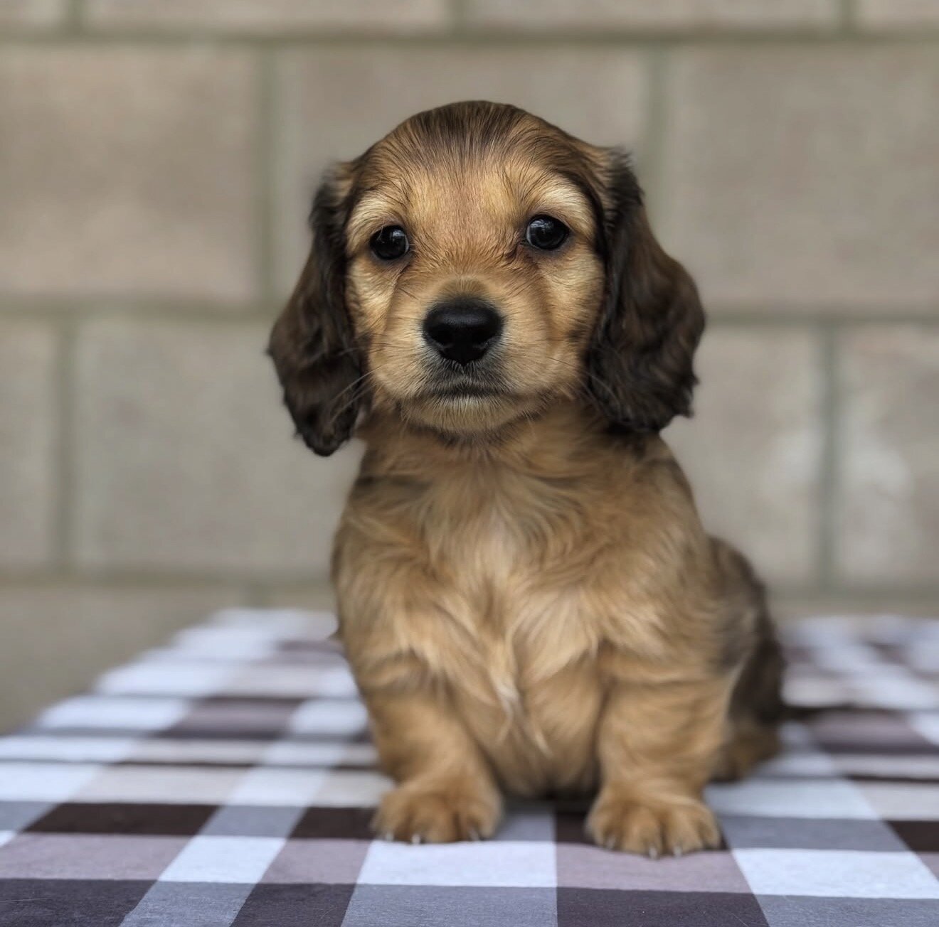 Dachshund Puppies For Sale image 6