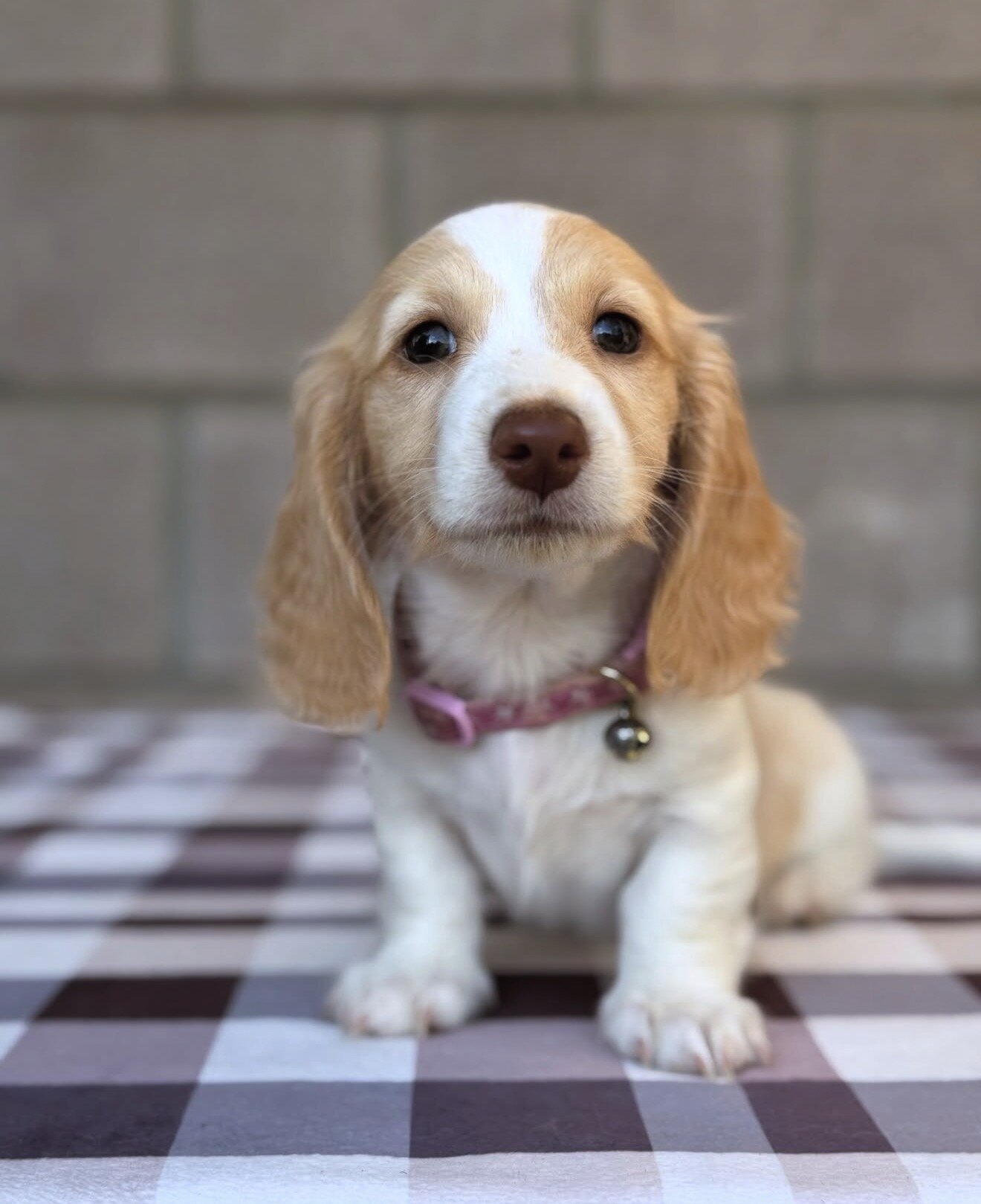 Dachshund Puppies For Sale image 7