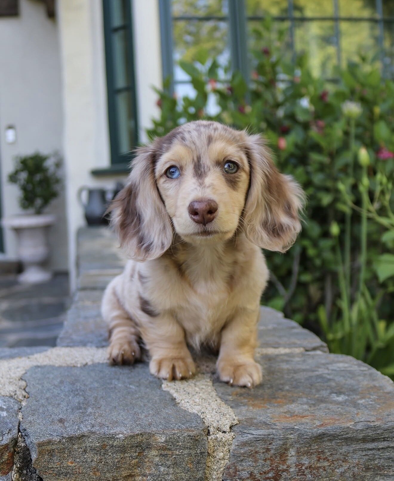 Dachshund Puppies For Sale image 2