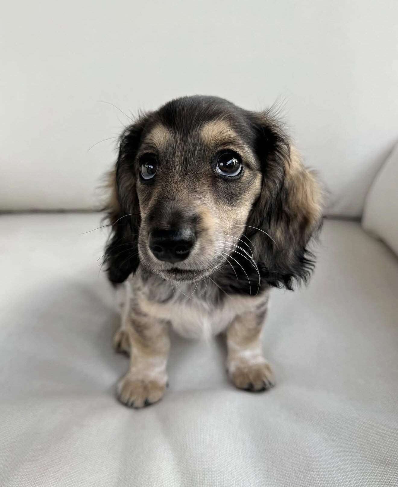 Dachshund Puppies For Sale image 4