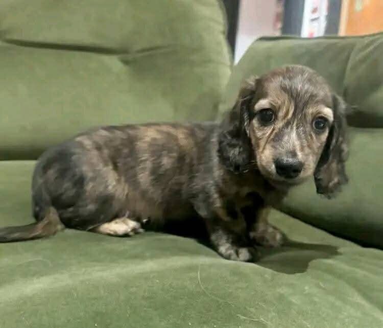 Dachshund image 3