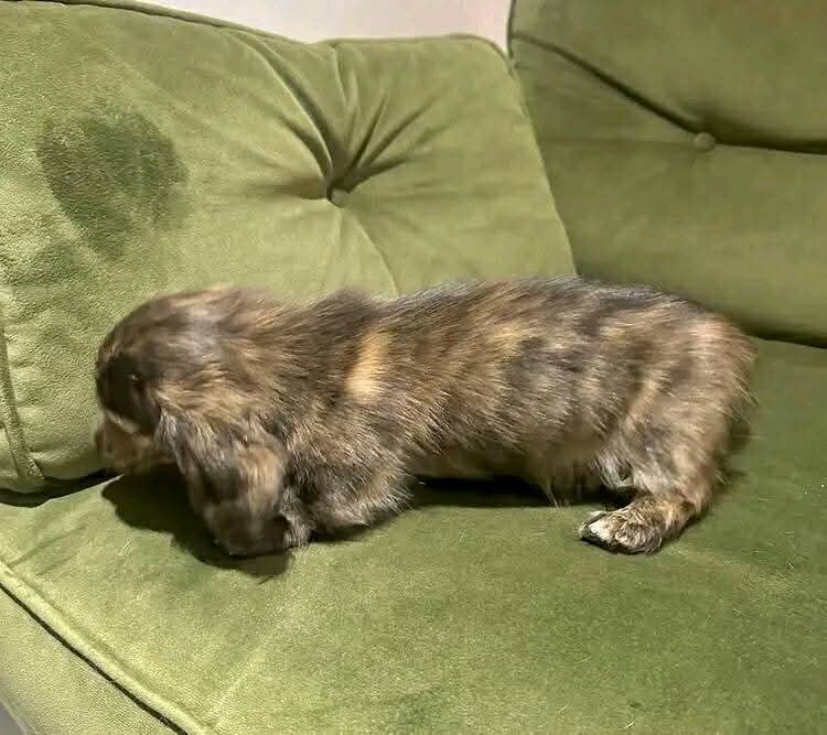 Dachshund image 2