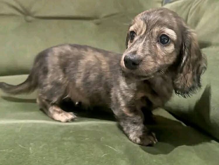 Dachshund image 1