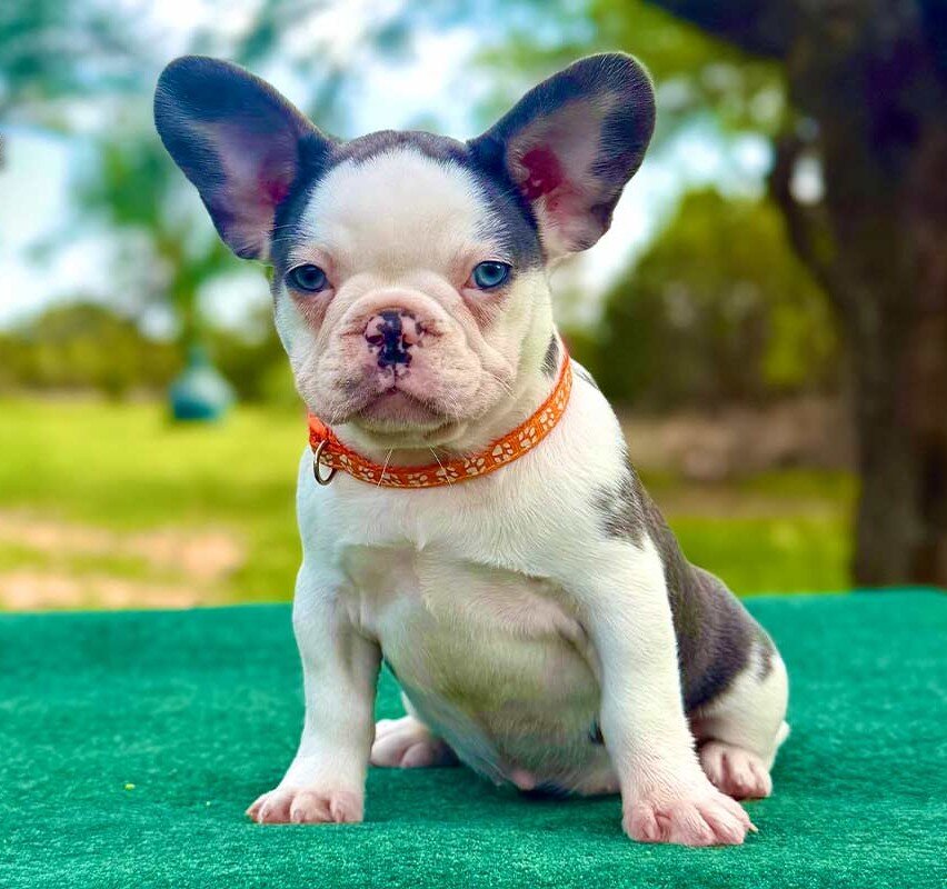 French Bulldog Puppies for Sale image 2