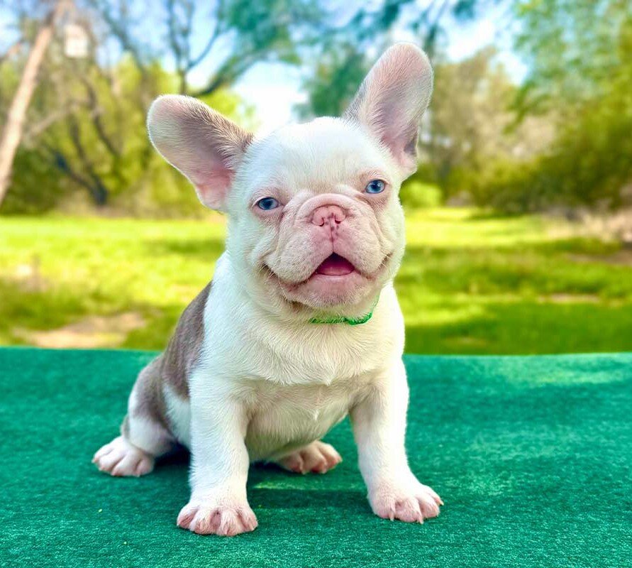 French Bulldog Puppies for Sale image 1