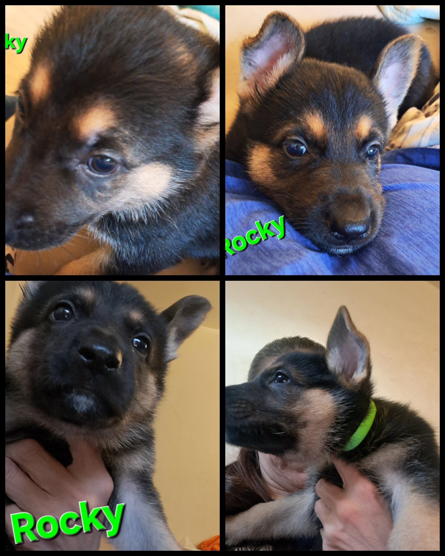 GSD puppies image 7