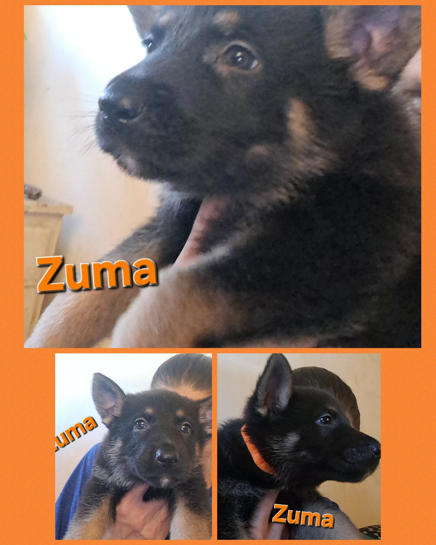 GSD puppies image 3