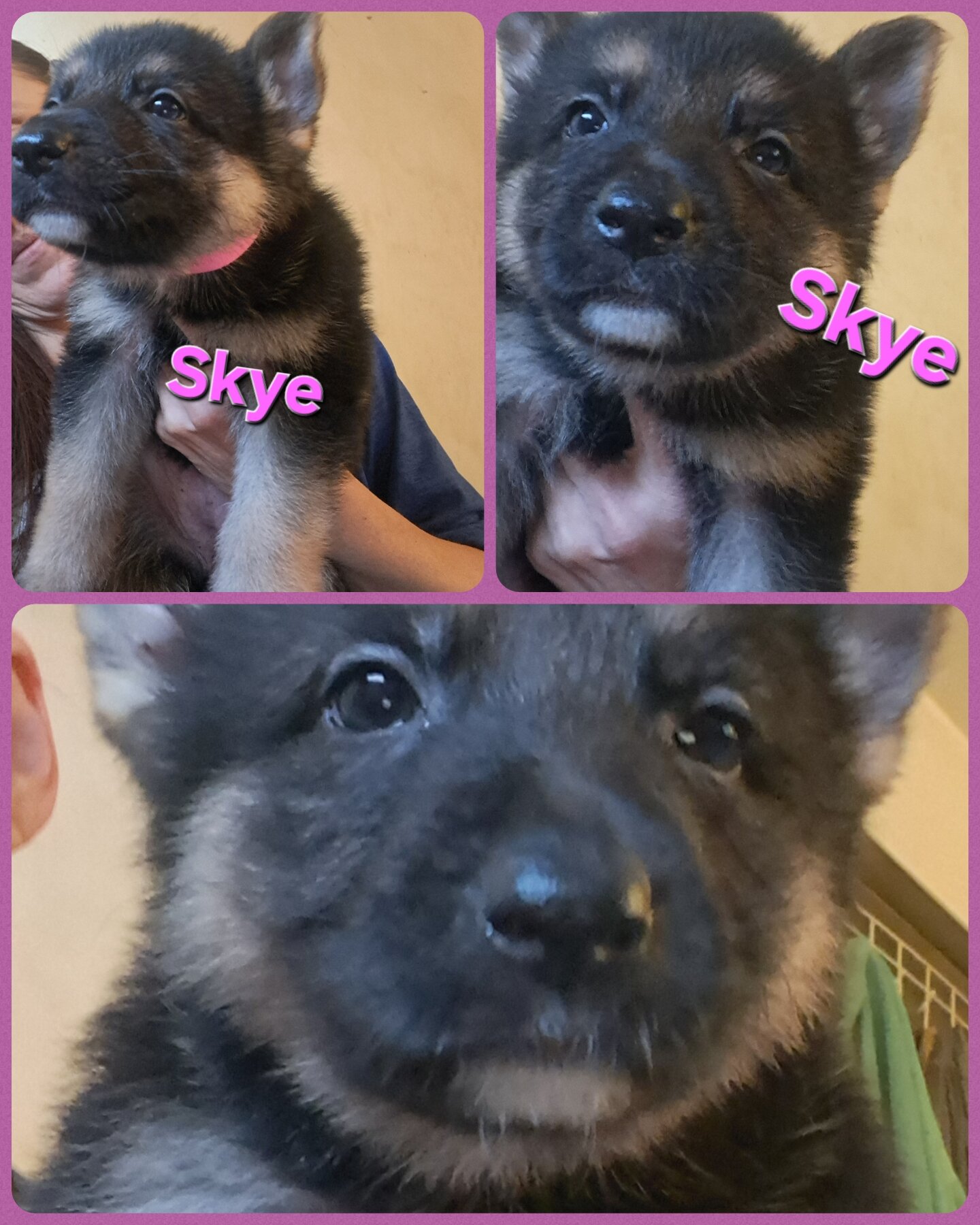GSD puppies image 4