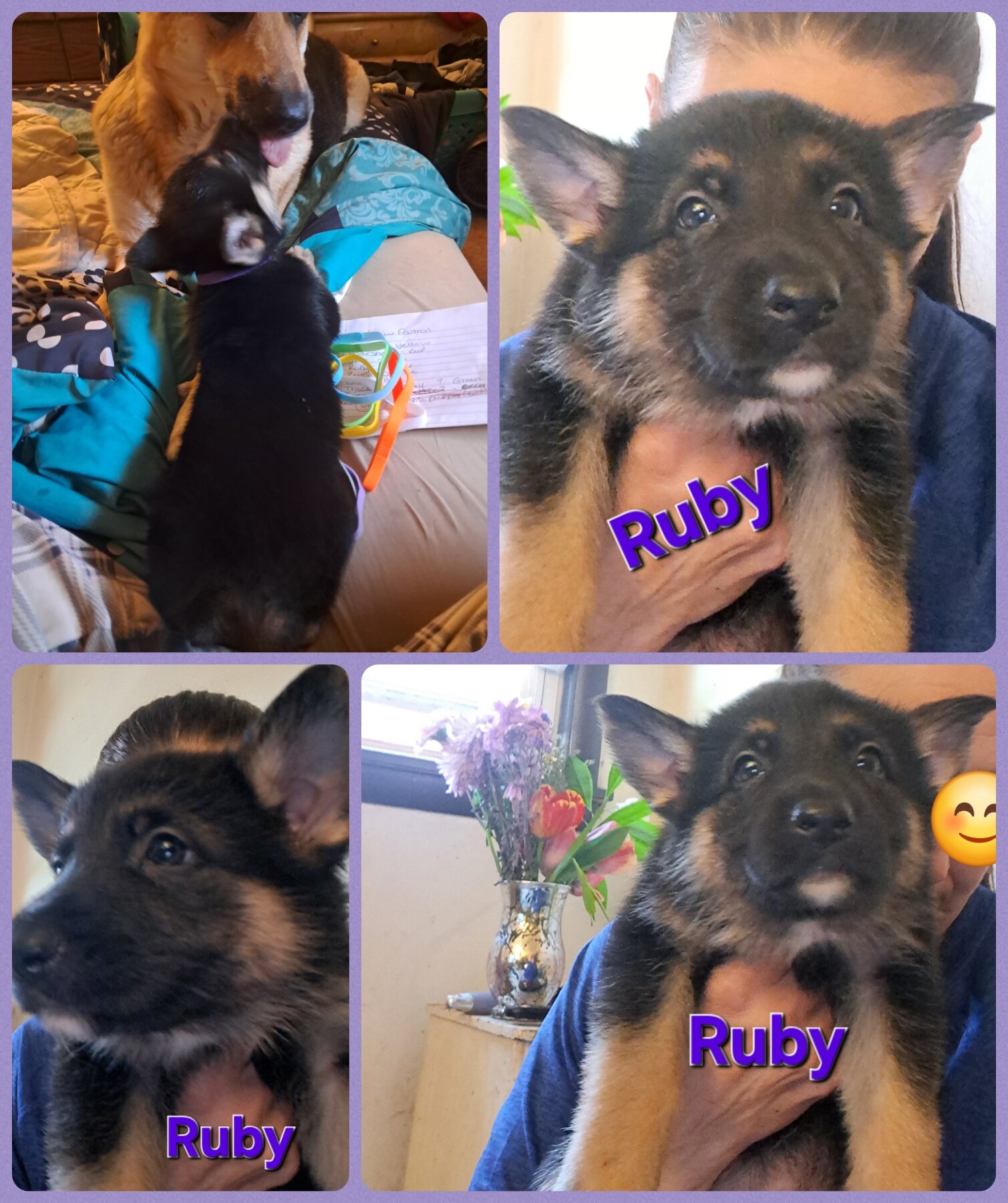 GSD puppies image 5