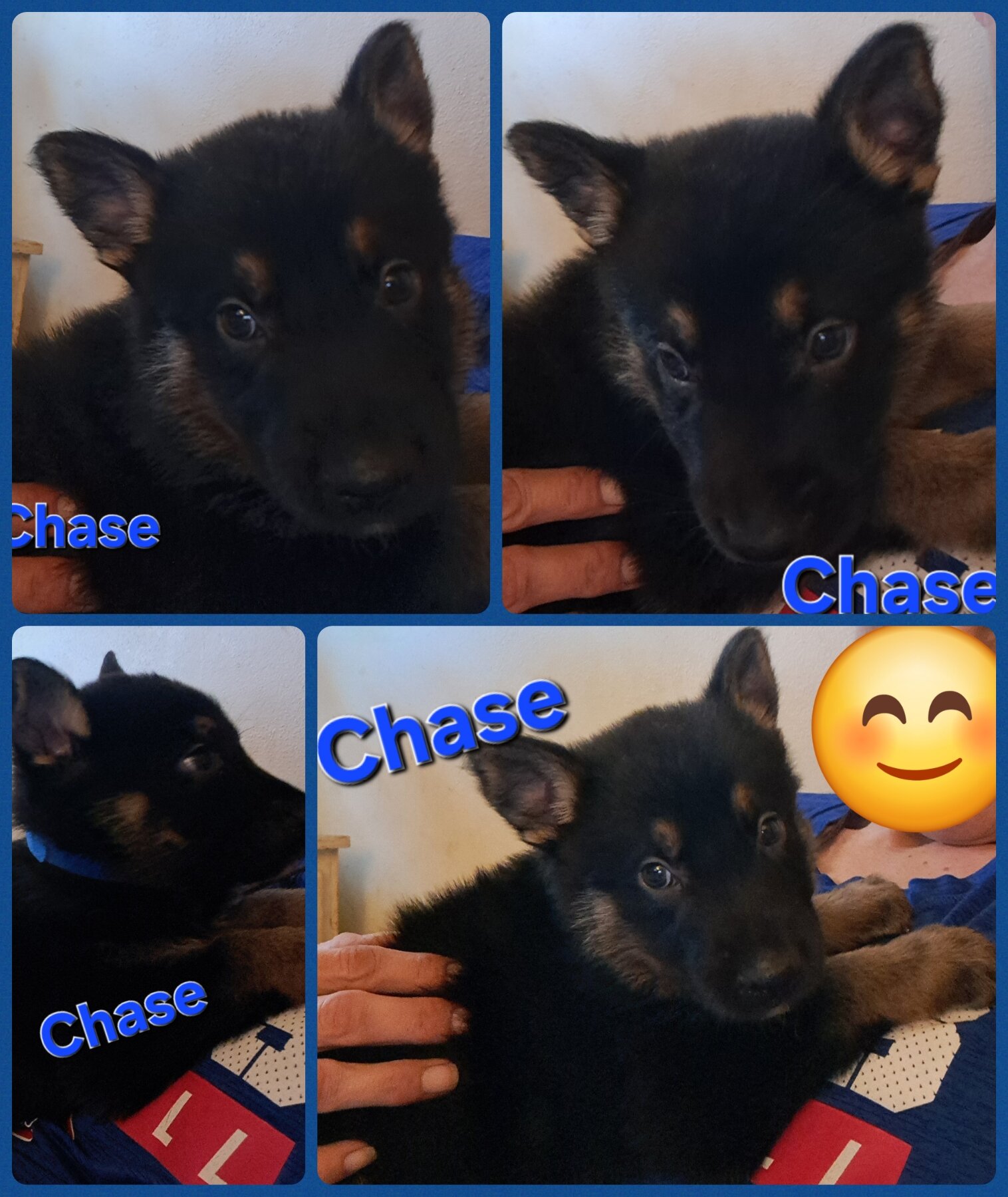 GSD puppies image 8